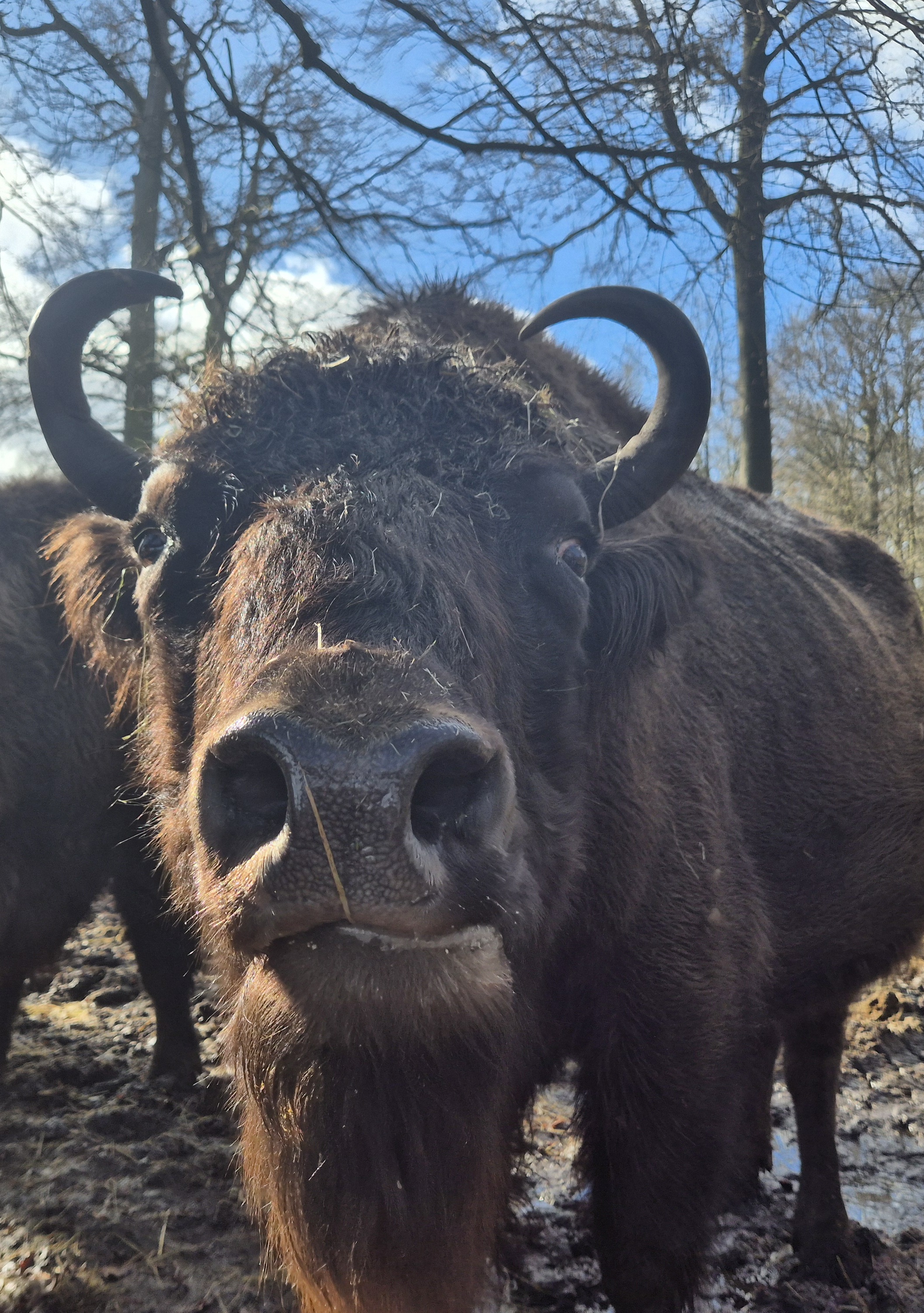 Wisent